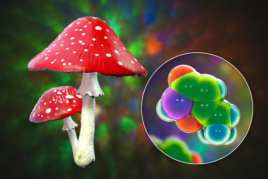 Understanding Amanita Mushrooms: A Deep Dive into Nature's Enigmatic Fungi